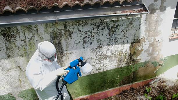 Top rated local Basement Mold Removal specialists in Greenbrier, TN